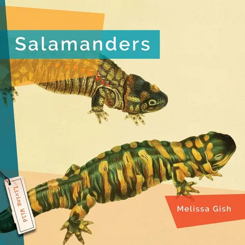 Salamanders - Hardcover