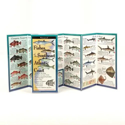 Fishes of the Southeast Atlantic Coast