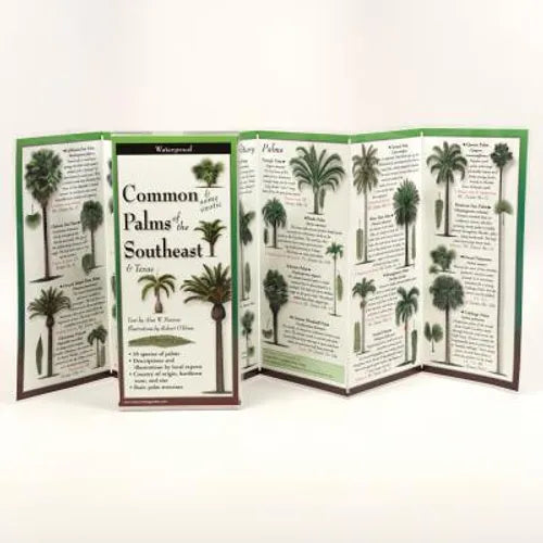 Common Palms of the Southeast & Texas
