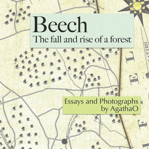 Beech: The Fall and Rise of a Forest - Paperback