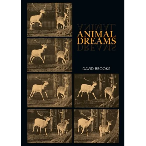 Animal Dreams - Paperback