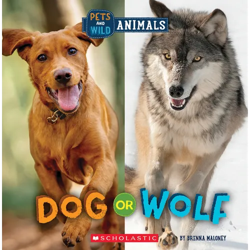 Dog or Wolf (Wild World: Pets and Wild Animals) - Paperback