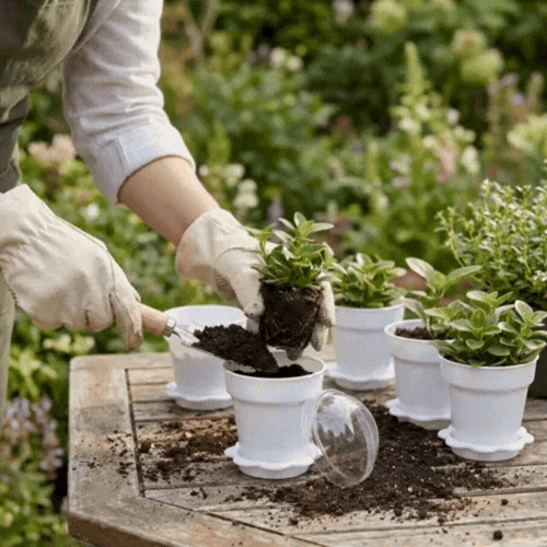 Mini Serve 6 oz White Plastic Mini Flower Pot Cup - with Lid - 3" x 3" x 3" - 100 count box