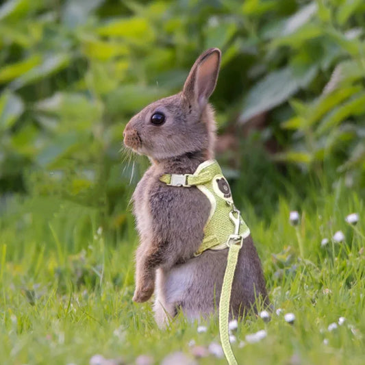 Cute Rabbit & Small Pet Harness Leash Set Padded Adjustable Harness with Leash (Sizes S, M) for Rabbits & Cats