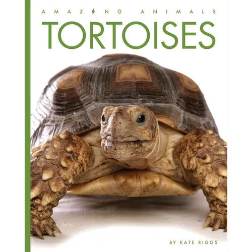 Tortoises - Paperback