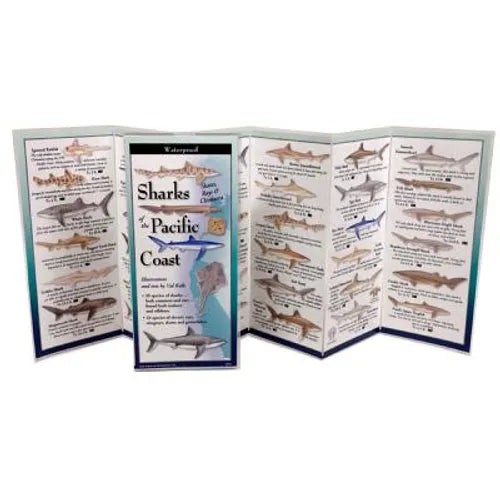 Sharks & Rays of the Pacific Coast