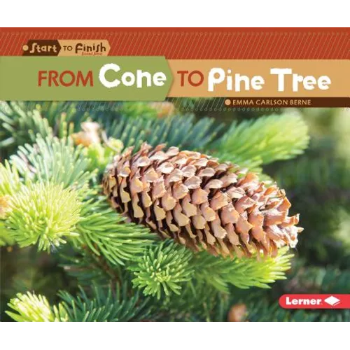 From Cone to Pine Tree - Paperback