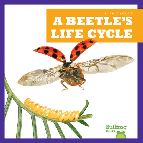 A Beetle's Life Cycle - Paperback