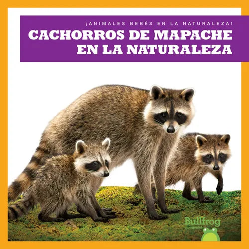 Cachorros de Mapache En La Naturaleza (Raccoon Cubs in the Wild) - Library Binding