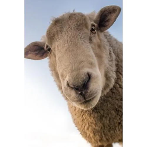 Sheep: Domestic Sheep Are Quadrupedal, Ruminant Mammals Typically Kept as Livestock. Like Most Ruminants, Sheep Are Members o - Paperback