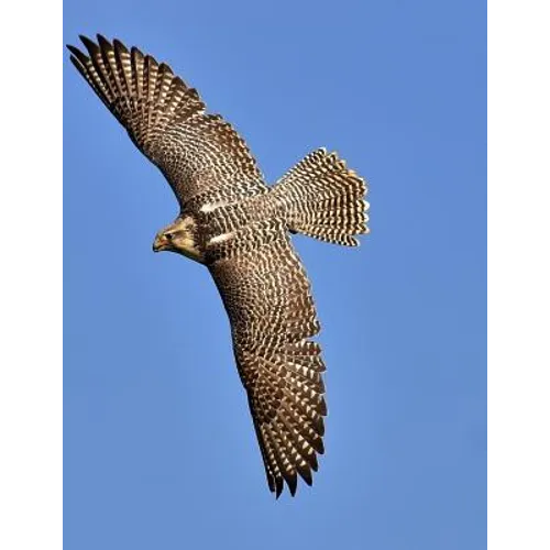 Falcon: Birds of Prey in the Genus Falco, Which Includes about 40 Species. Falcons Are Widely Distributed on All Continents of - Paperback