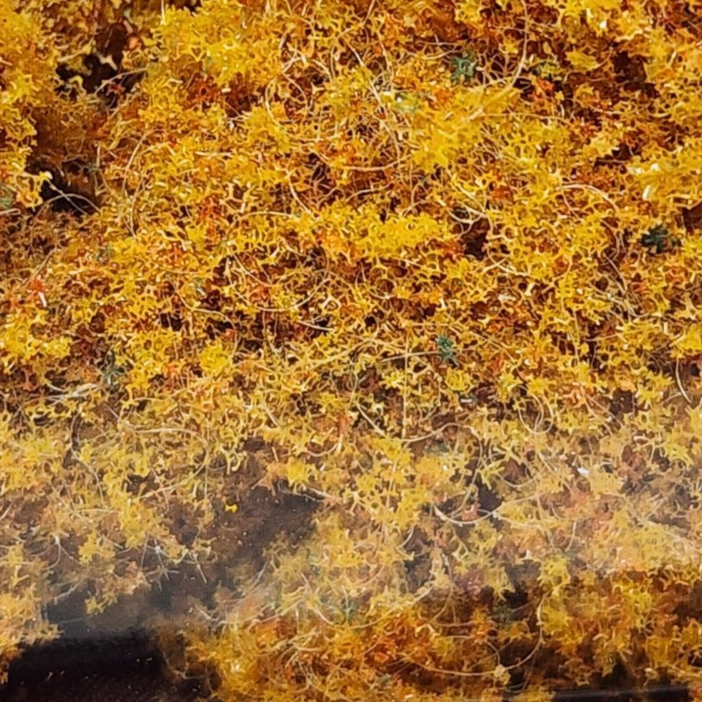 SceneScapes Early Fall Foliage Fiber - Medium Grade