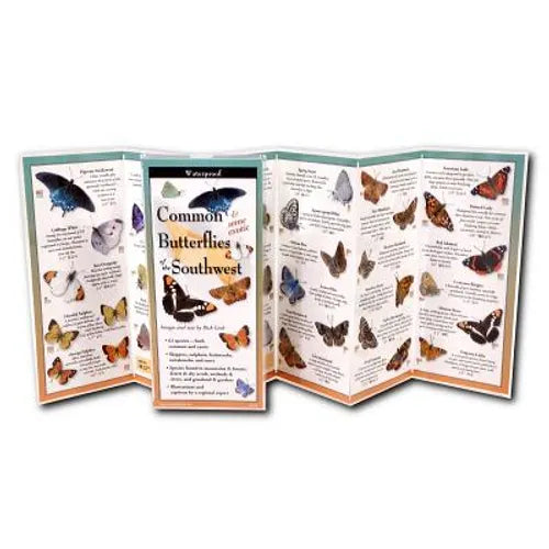 Common Butterflies of the Southwest