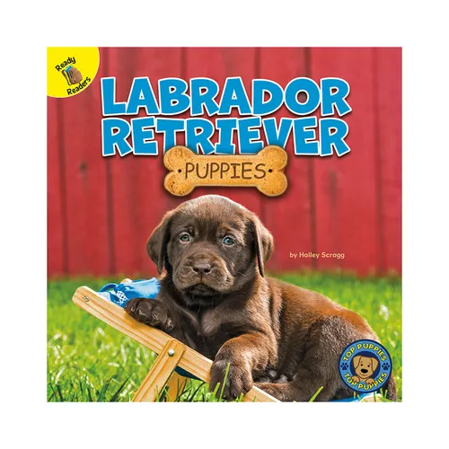 Labrador Retriever Puppies - Paperback