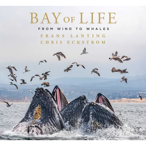 Bay of Life: From Wind to Whales - Hardcover