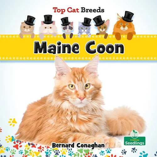 Maine Coon - Paperback