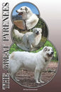 The Great Pyrenees: A Complete and Comprehensive Owners Guide To: Buying, Owning, Health, Grooming, Training, Obedience, Understanding and - Paperback