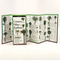 Common Palms of the Southeast & Texas