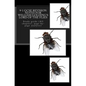 9-1 GCSE REVISION NOTES for WILLIAM GOLDING'S LORD OF THE FLIES: Study guide (All chapters, page-by-page analysis) - Paperback