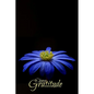 Choose Gratitude - Paperback