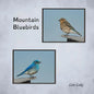 Mountain Bluebirds - Paperback