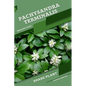 Pachysandra terminalis: Shade plant Beginner's Guide - Paperback