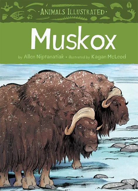Animals Illustrated: Muskox - Hardcover