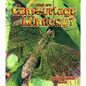 What Are Camouflage & Mimicry? - Paperback
