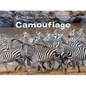 Camouflage - Board Book