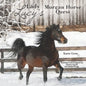 Lady Lucy's Morgan Horse Quest - Paperback