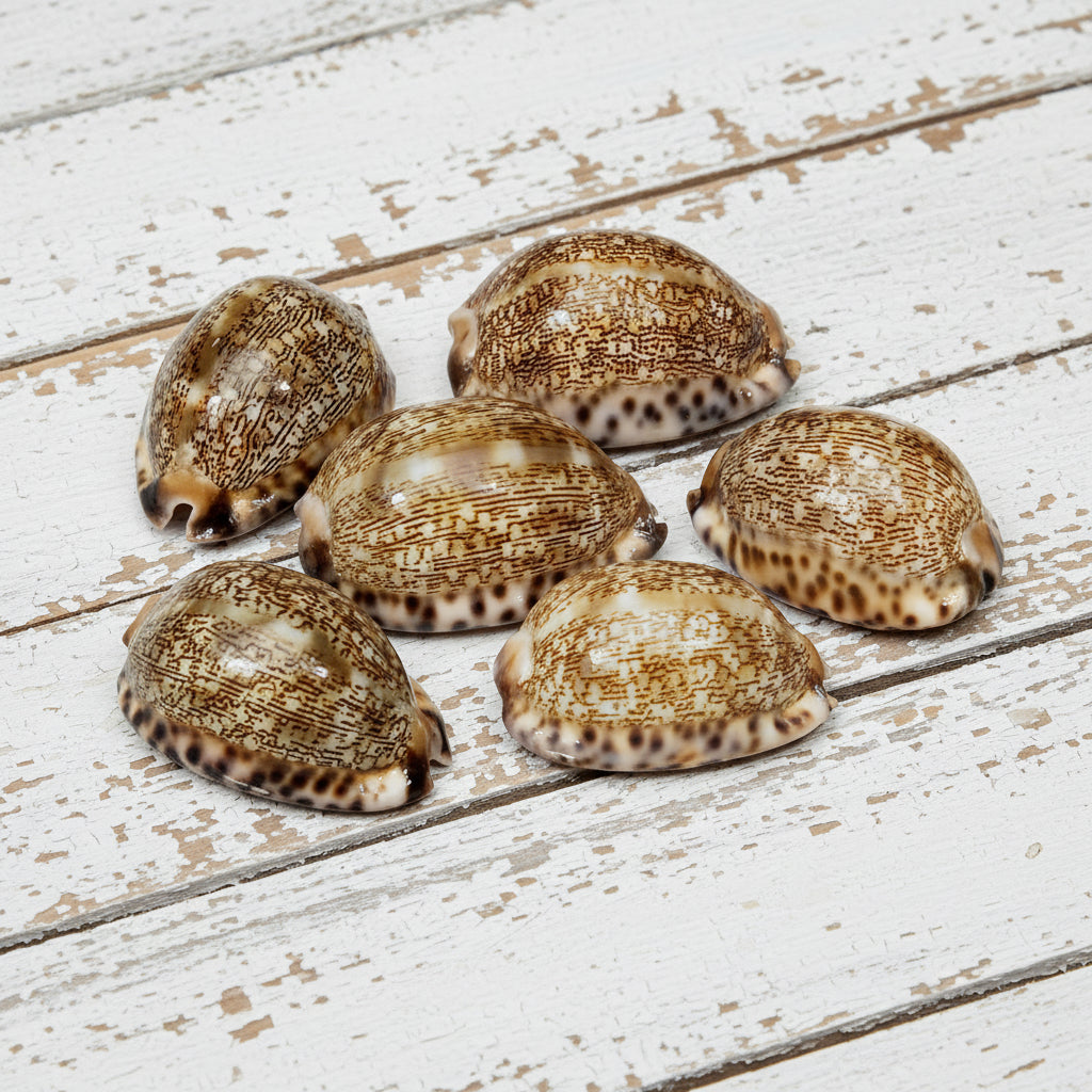 Arabian Cowrie Seashell Cypraea Arabica