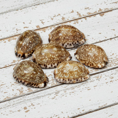 Arabian Cowrie Seashell Cypraea Arabica