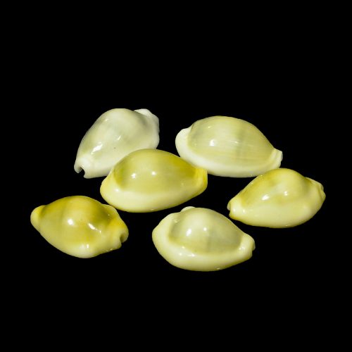Large Size Money Cowrie Shells- CYPRAEA MONETA