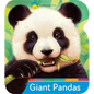 Smithsonian Kids Giant Pandas - Board Book