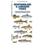 Newfoundland & Labrador Fishes - Paperback