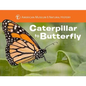 Caterpillar to Butterfly - Board Book