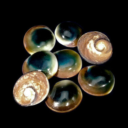 Red & Green Cats Eye Operculum Eye of Shiva Shell