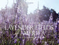 Lavender Fields of America: A New Crop of American Farmers - Paperback