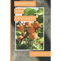 Sunshine and Concrete - Paperback