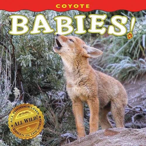 Coyote Babies! - Board Book