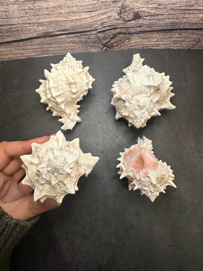 Pink Mouth Murex Shells 3-4” (Phyllonotus erythrostomus)