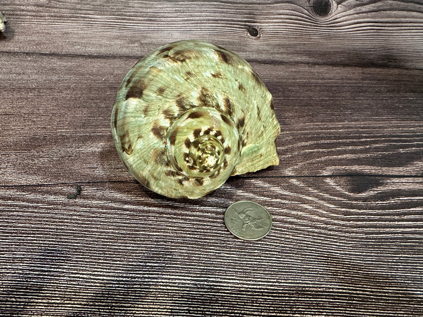 Raw Turbo Marmoratus Shell