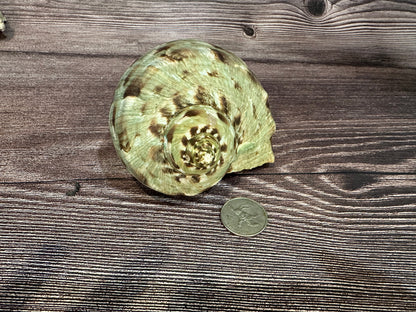 Raw Turbo Marmoratus Shell