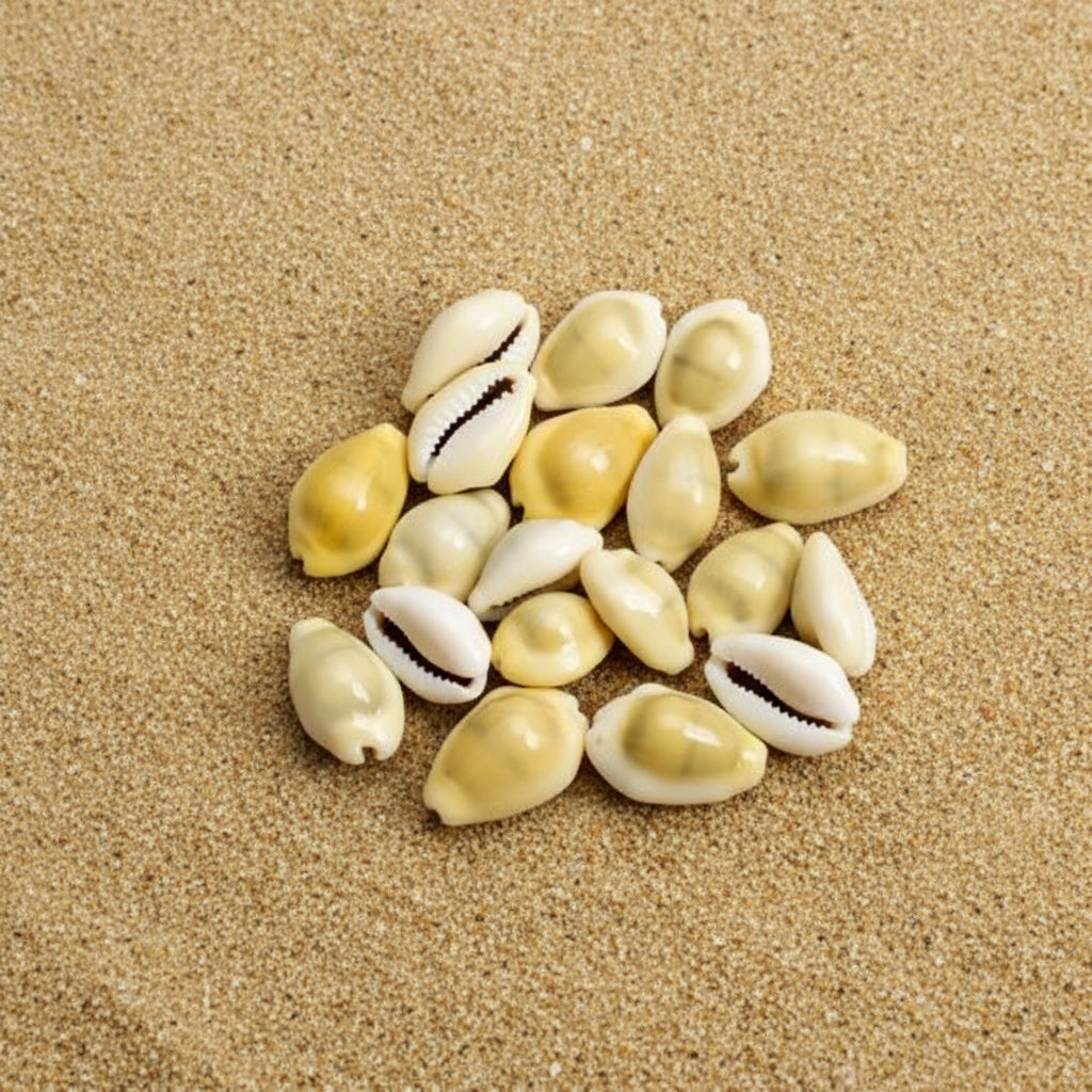 Large Size Money Cowrie Shells- CYPRAEA MONETA