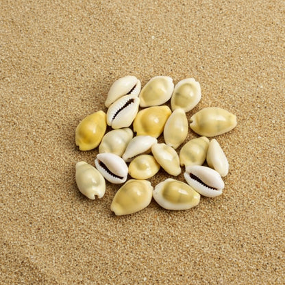 Large Size Money Cowrie Shells- CYPRAEA MONETA