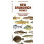 New Brunswick Fishes - Paperback