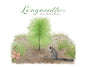 Longneedle - Paperback