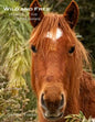 Wild and Free: Horses of the Outer Banks - Paperback