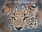 The Indian Leopard: In the Realm of the Phantom - Paperback