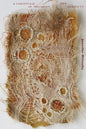 A Camouflage of Specimens and Garments - Paperback